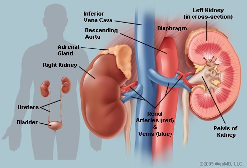 Kidney-Treatment-India